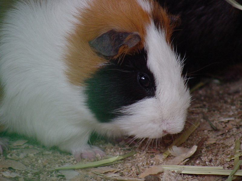 기니아 피그 Cavia porcellus (Guinea Pig); DISPLAY FULL IMAGE.
