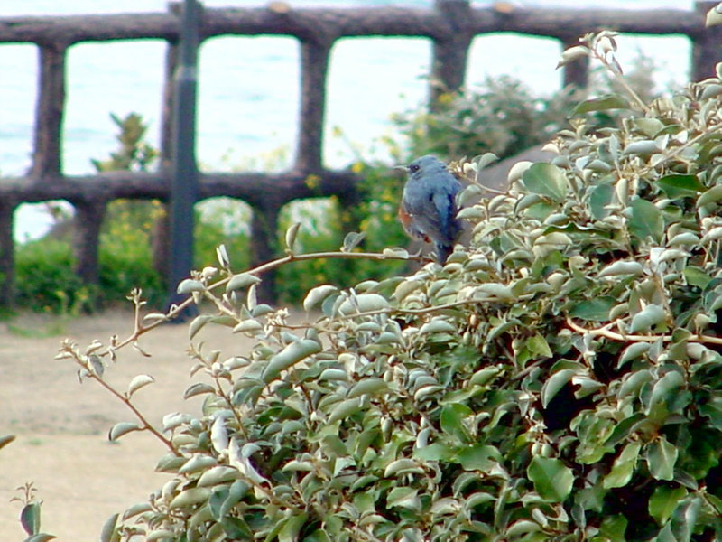 바다직박구리 Monticola solitarius philippensis (Blue Rock Thrush); DISPLAY FULL IMAGE.