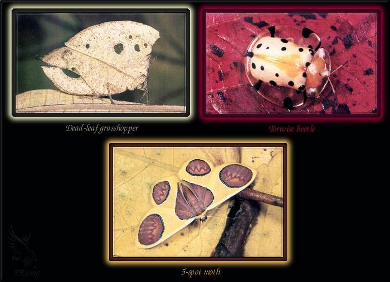 몇가지 곤충; DISPLAY FULL IMAGE.