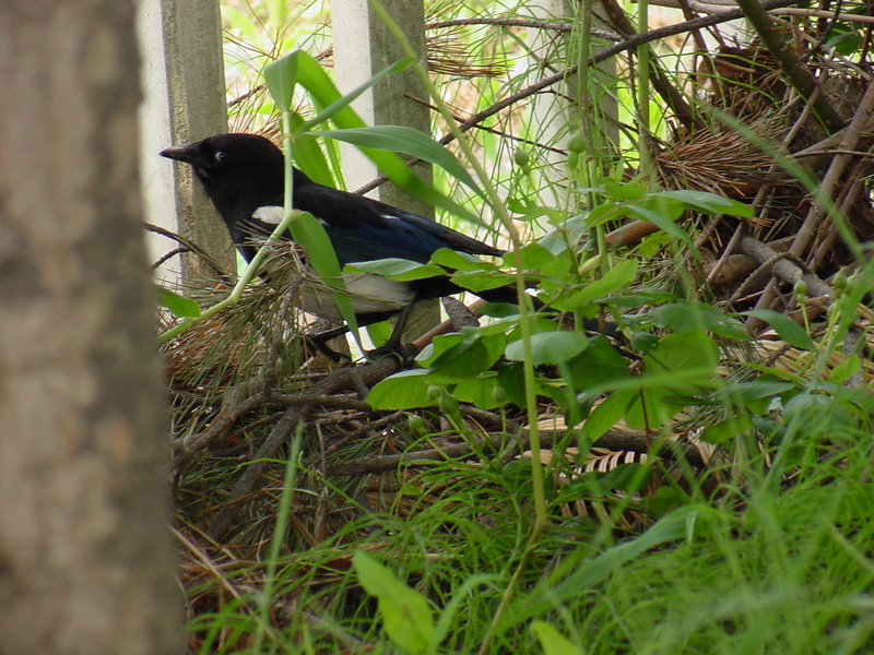 Black-billed Magpie; DISPLAY FULL IMAGE.