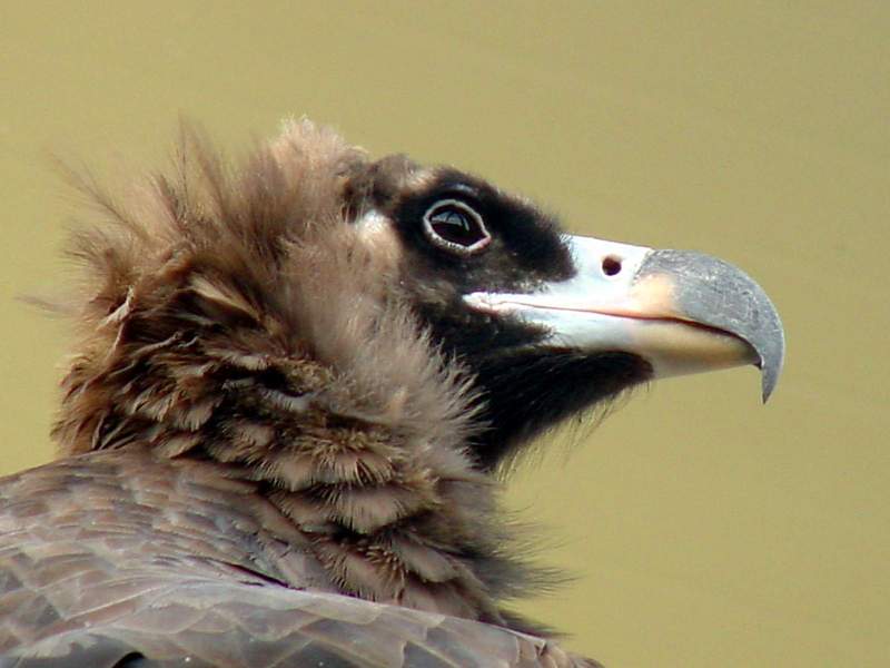 Cinereous vulture - Aegypius monachus - Eurasian Black Vulture; DISPLAY FULL IMAGE.