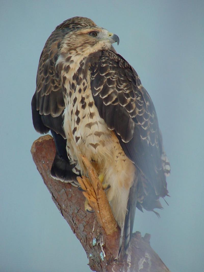Swainson's Hawk; DISPLAY FULL IMAGE.
