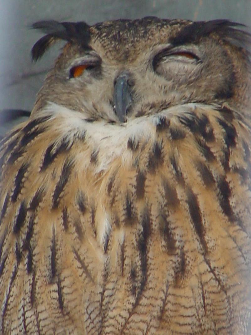 Common Eagle Owl; DISPLAY FULL IMAGE.