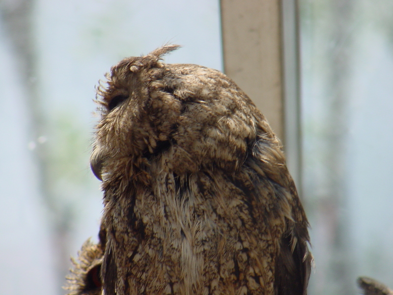 Collared Scops Owl (큰소쩍새); DISPLAY FULL IMAGE.