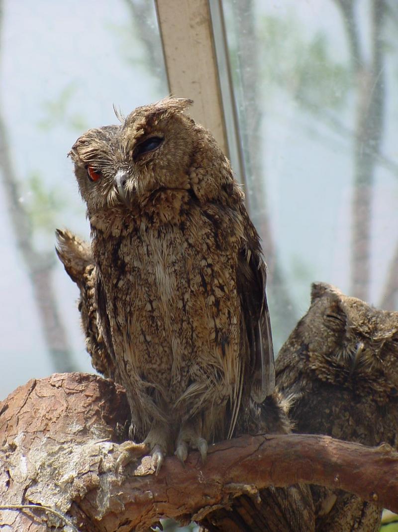 Collared Scops Owl (큰소쩍새); DISPLAY FULL IMAGE.