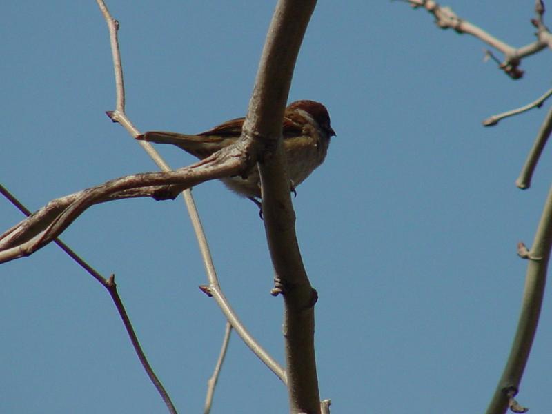 Tree Sparrow; DISPLAY FULL IMAGE.
