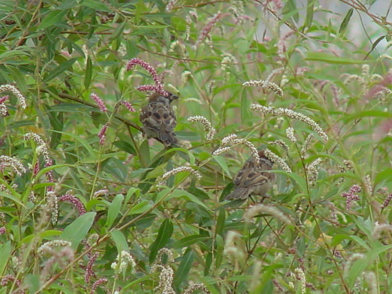 Tree Sparrows; DISPLAY FULL IMAGE.
