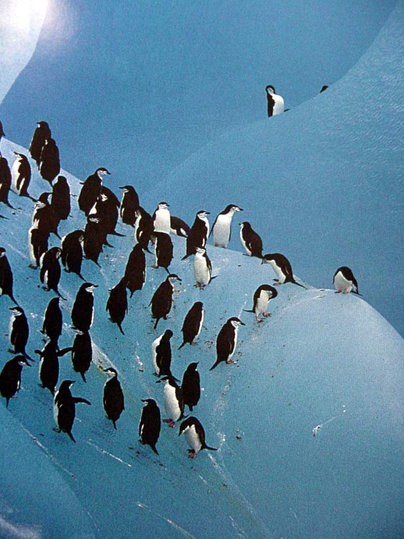 Chinstrap Penguins; DISPLAY FULL IMAGE.