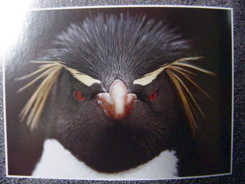 Yellow-eyed Penguin; DISPLAY FULL IMAGE.