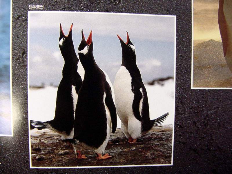Gentoo Penguin; DISPLAY FULL IMAGE.