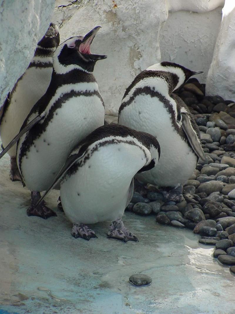 Magellanic Penguins; DISPLAY FULL IMAGE.