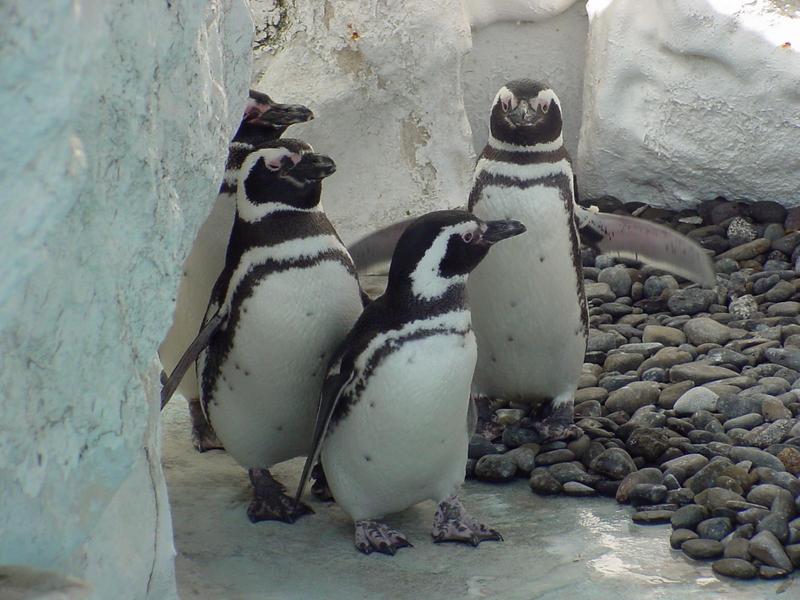 Magellanic Penguins; DISPLAY FULL IMAGE.
