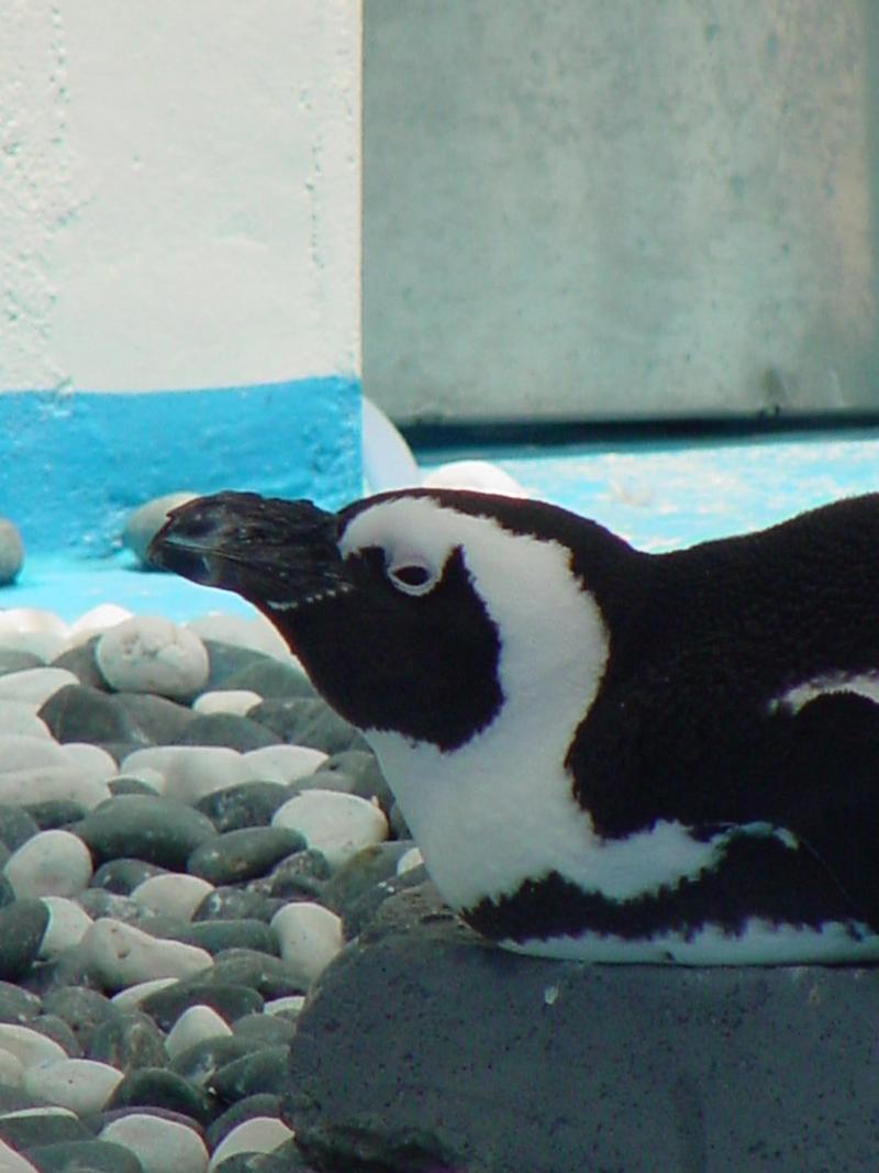 African Jackass Penguin; DISPLAY FULL IMAGE.