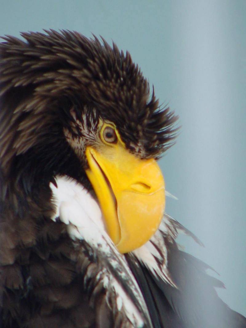 Steller's sea eagle; DISPLAY FULL IMAGE.