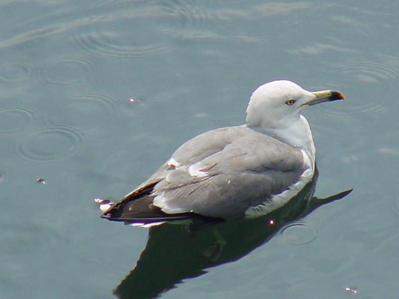 Black-tailed Gull; DISPLAY FULL IMAGE.