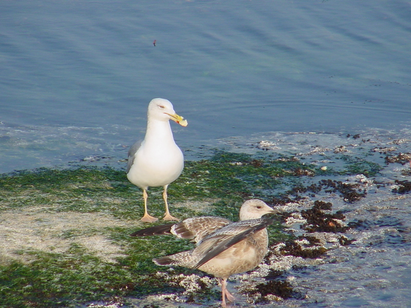 Gulls; DISPLAY FULL IMAGE.