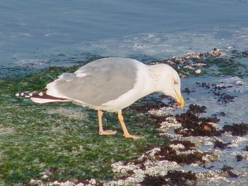 Gull; DISPLAY FULL IMAGE.