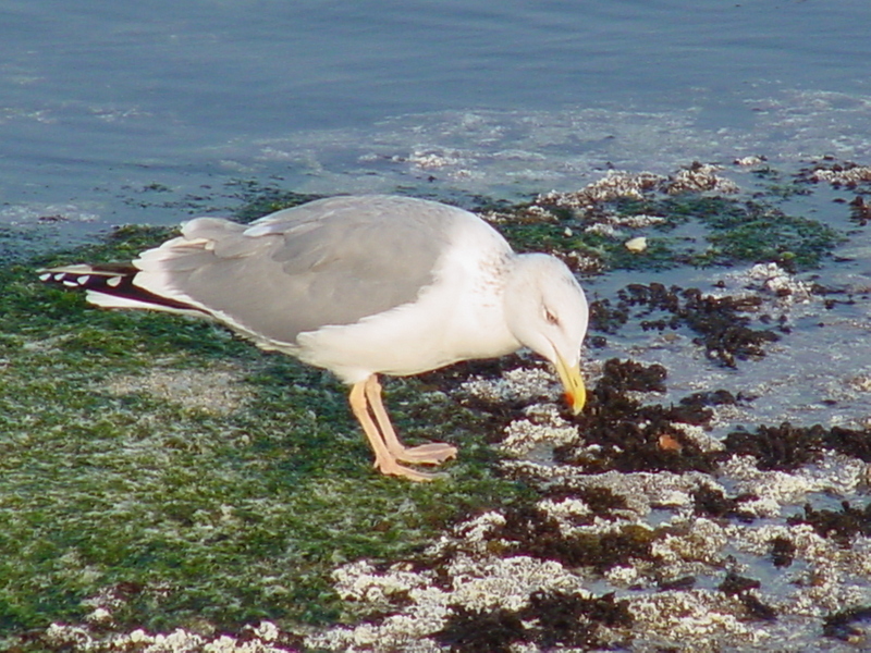 Gull; DISPLAY FULL IMAGE.