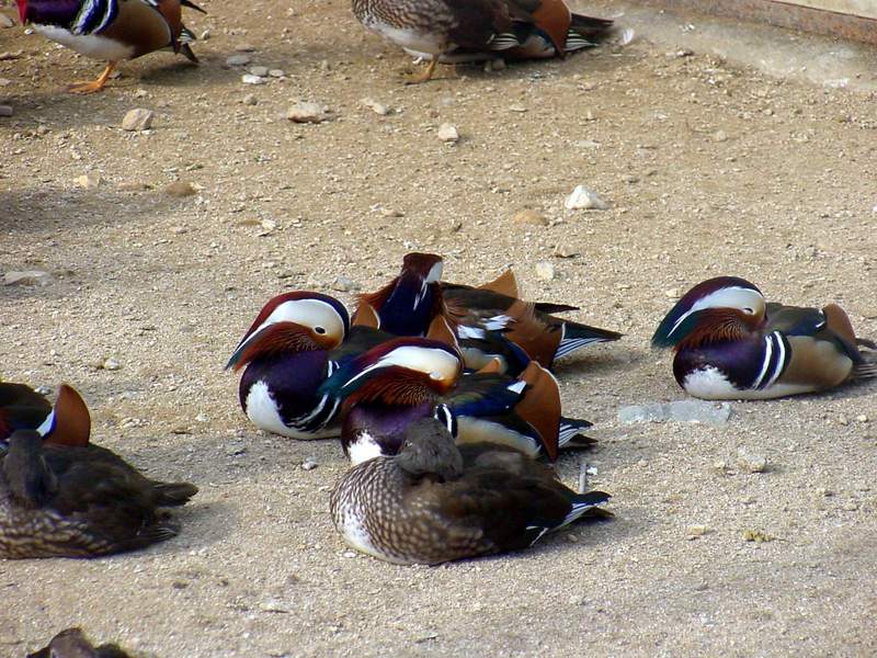 Mandarin Ducks; DISPLAY FULL IMAGE.