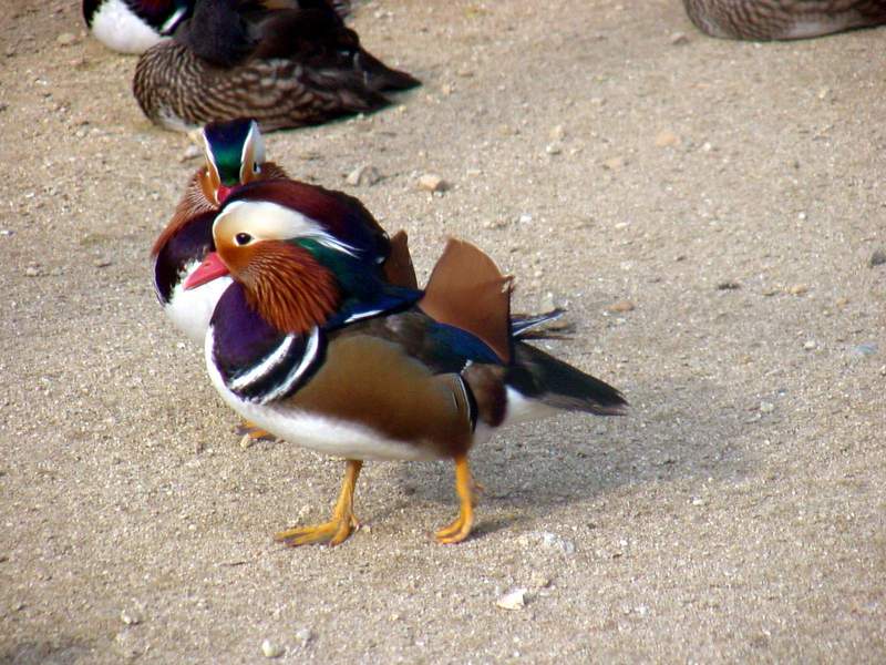Mandarin Duck; DISPLAY FULL IMAGE.