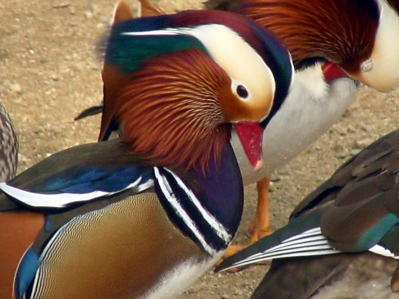 Mandarin Ducks; DISPLAY FULL IMAGE.