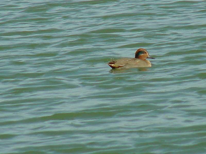 Common Teal; DISPLAY FULL IMAGE.