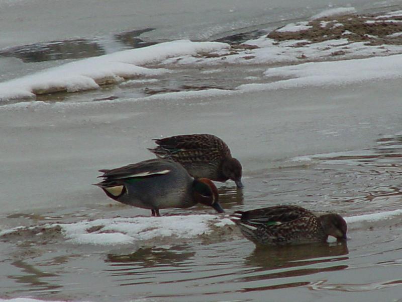 Common Teals; DISPLAY FULL IMAGE.