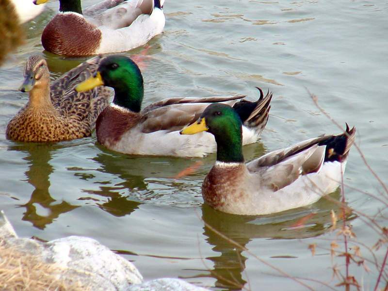 Mallards and Domestic Ducks; DISPLAY FULL IMAGE.