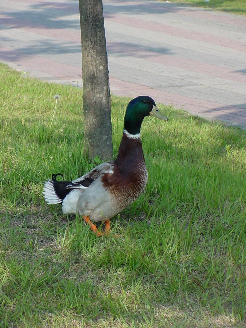 Mallard Duck; DISPLAY FULL IMAGE.