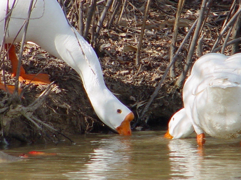 중국거위 Anser cygnoides (Chinese Goose); DISPLAY FULL IMAGE.