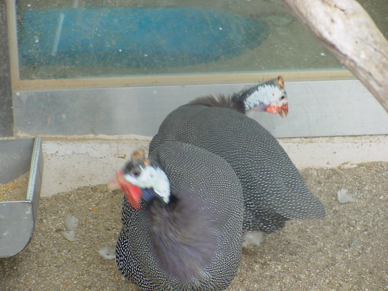 Crested Guinea Fowls; DISPLAY FULL IMAGE.