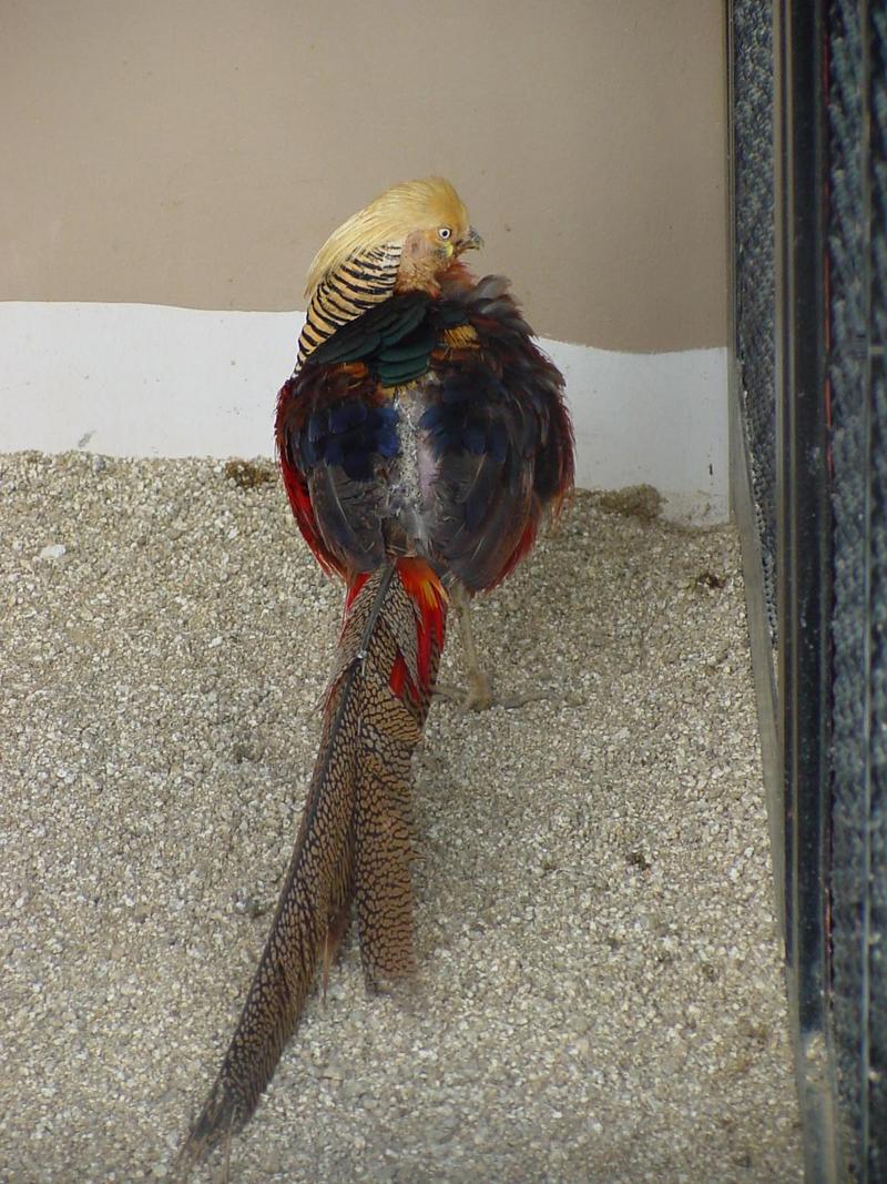 Golden Pheasant; DISPLAY FULL IMAGE.