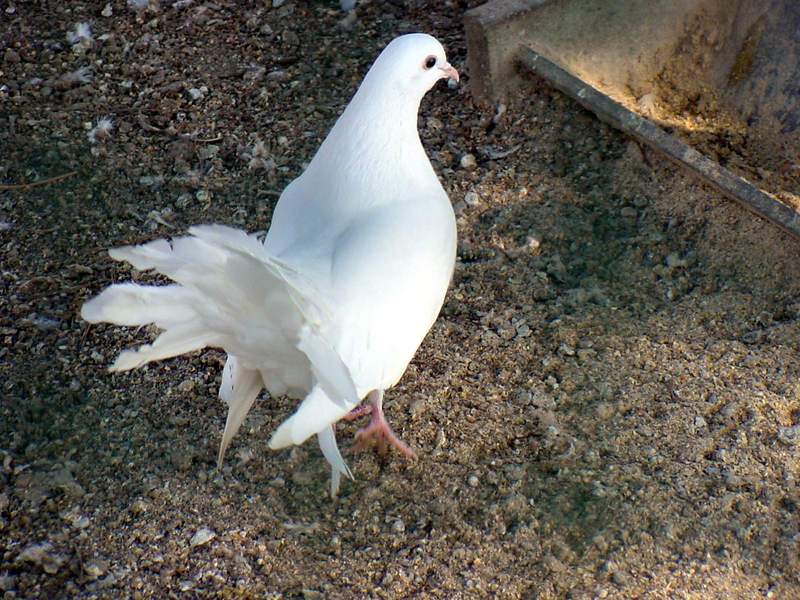 White Fantail Pigeon {!--공작비둘기-->; DISPLAY FULL IMAGE.