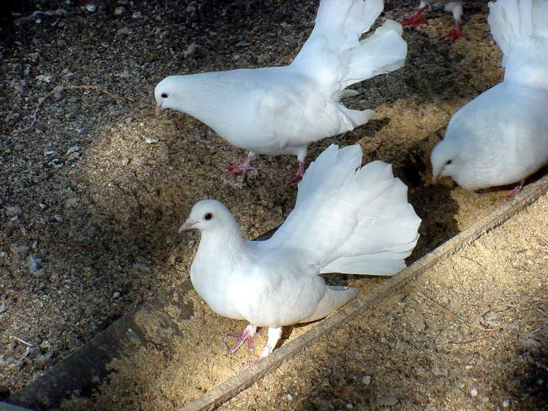 White Fantail Pigeons {!--공작비둘기-->; DISPLAY FULL IMAGE.