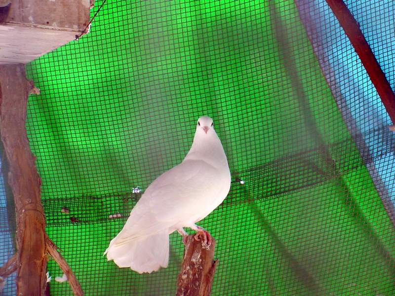White Fantail Pigeon  {!--공작비둘기-->; DISPLAY FULL IMAGE.