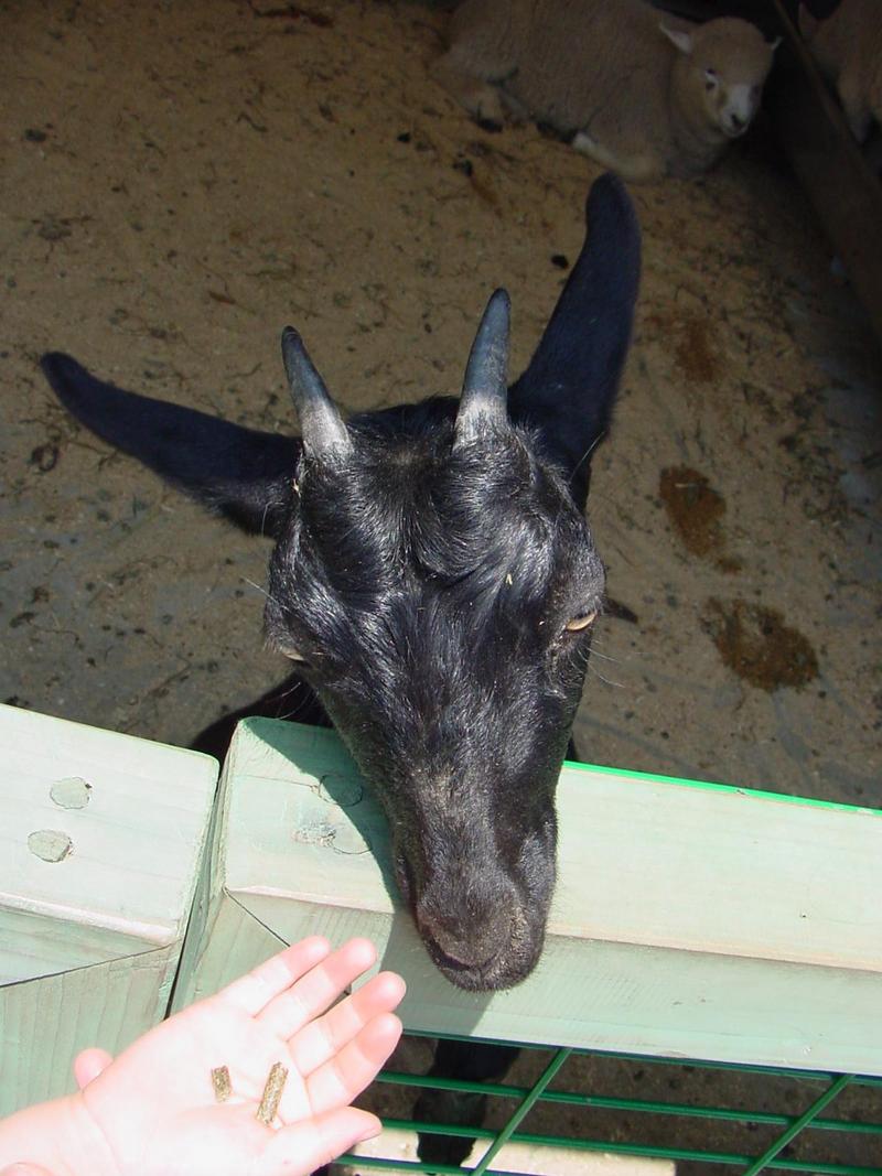 Black Goat; DISPLAY FULL IMAGE.