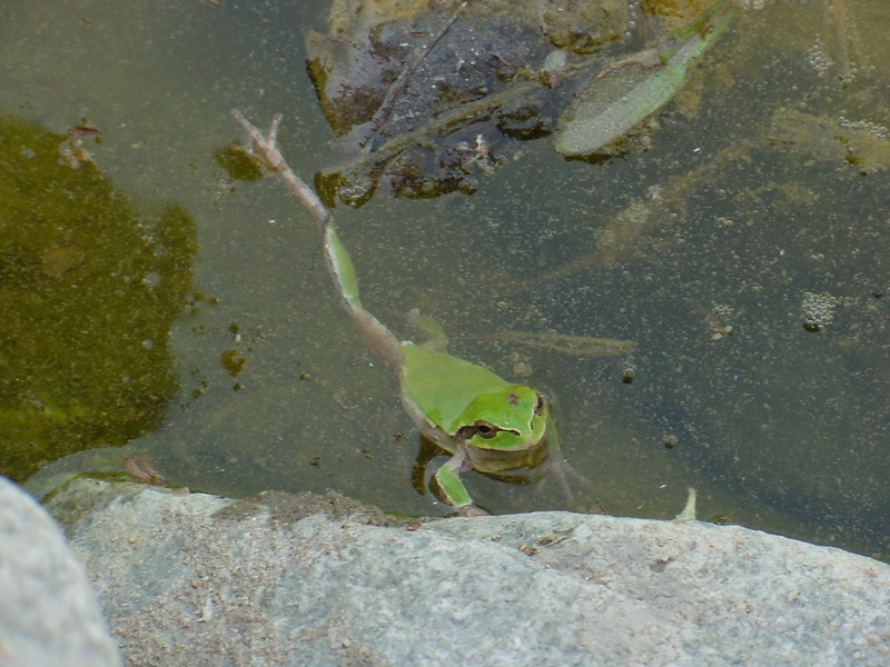 Far Eastern Tree Frog; DISPLAY FULL IMAGE.