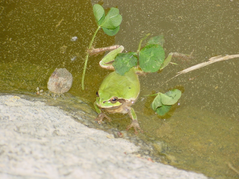 Far Eastern Tree Frog; DISPLAY FULL IMAGE.