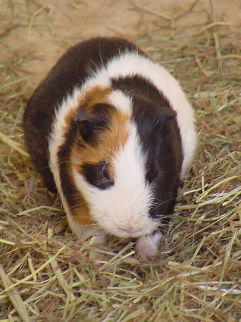 Guinea Pig; DISPLAY FULL IMAGE.