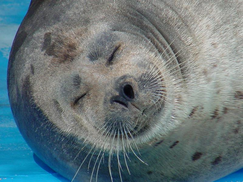 Harbor Seal; DISPLAY FULL IMAGE.