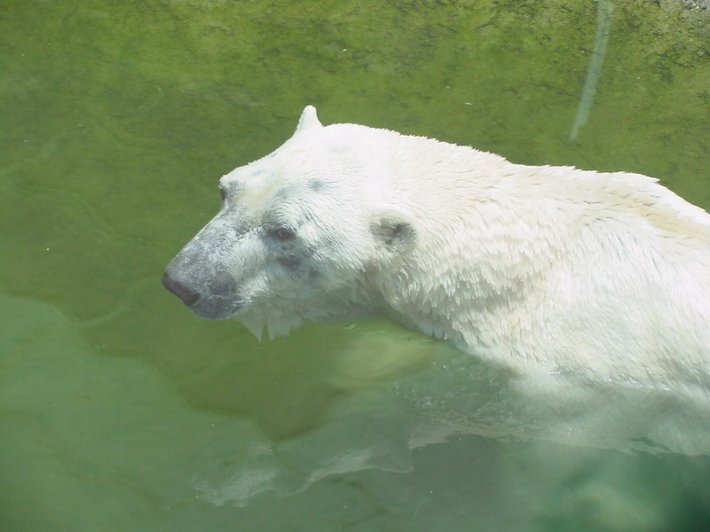 Polar Bear (Ursus maritimus) {!--북극곰, 흰곰-->; DISPLAY FULL IMAGE.