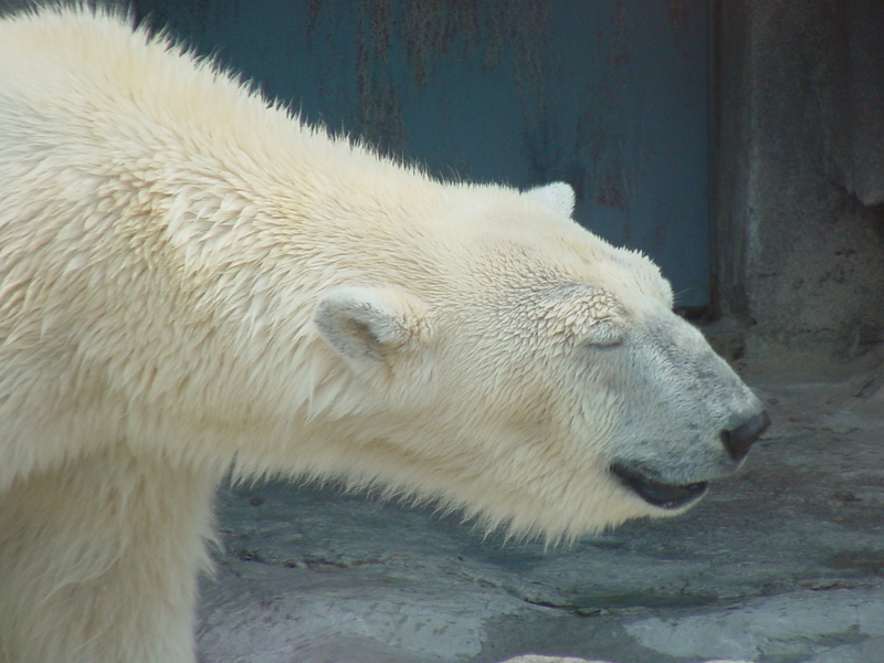 Polar Bear (Ursus maritimus) {!--북극곰, 흰곰-->; DISPLAY FULL IMAGE.