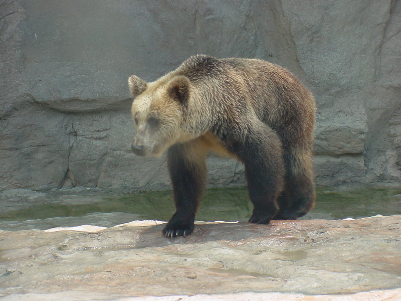 European Brown Bear; DISPLAY FULL IMAGE.