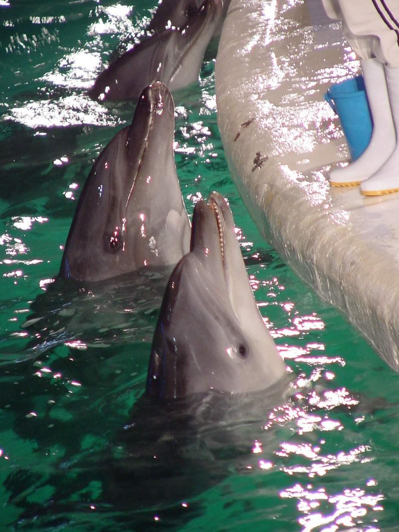 Bottlenose dolphins; DISPLAY FULL IMAGE.