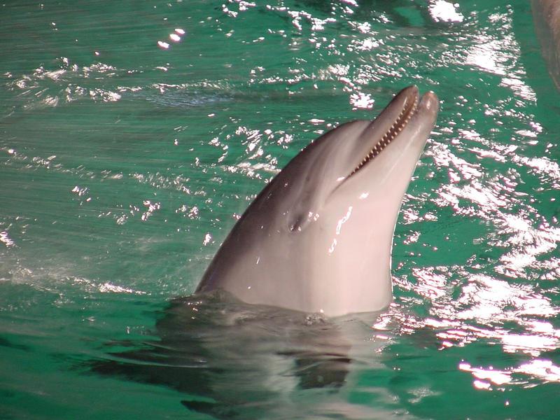 Bottlenose dolphin; DISPLAY FULL IMAGE.