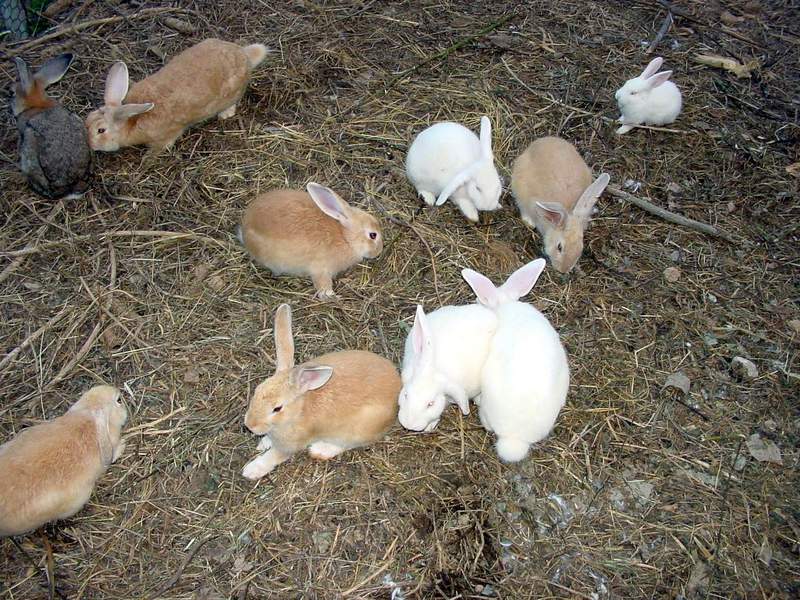 Rabbits {!--집토끼-->; DISPLAY FULL IMAGE.