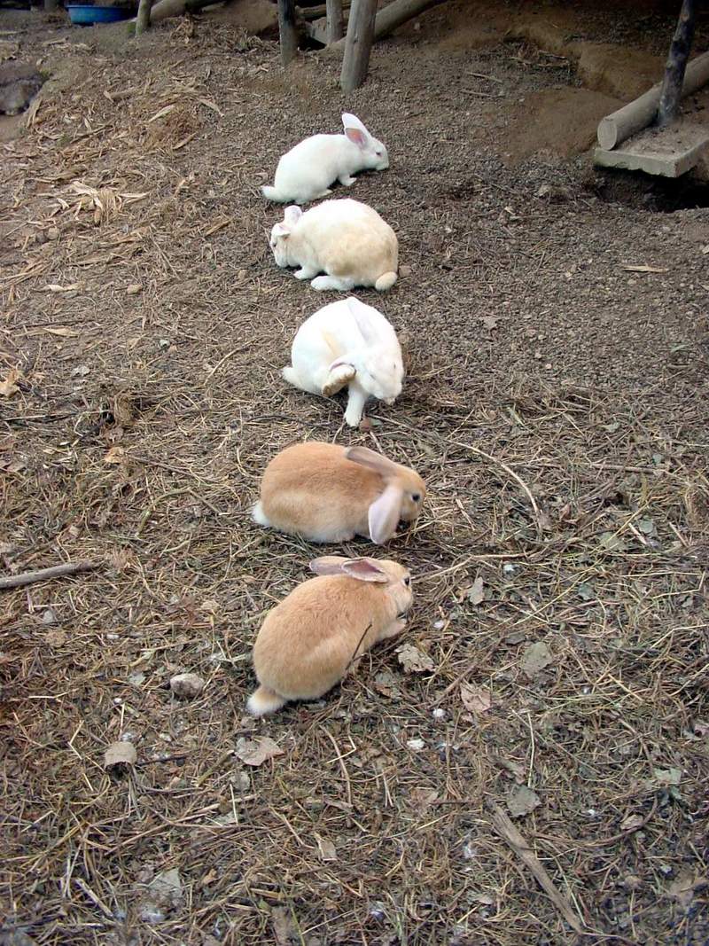 Rabbits in line {!--집토끼-->; DISPLAY FULL IMAGE.