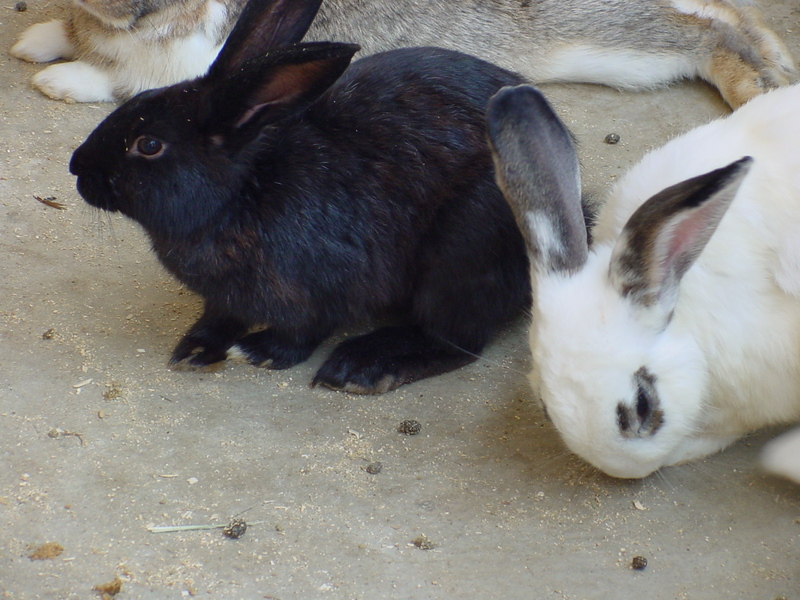 Rabbits; DISPLAY FULL IMAGE.