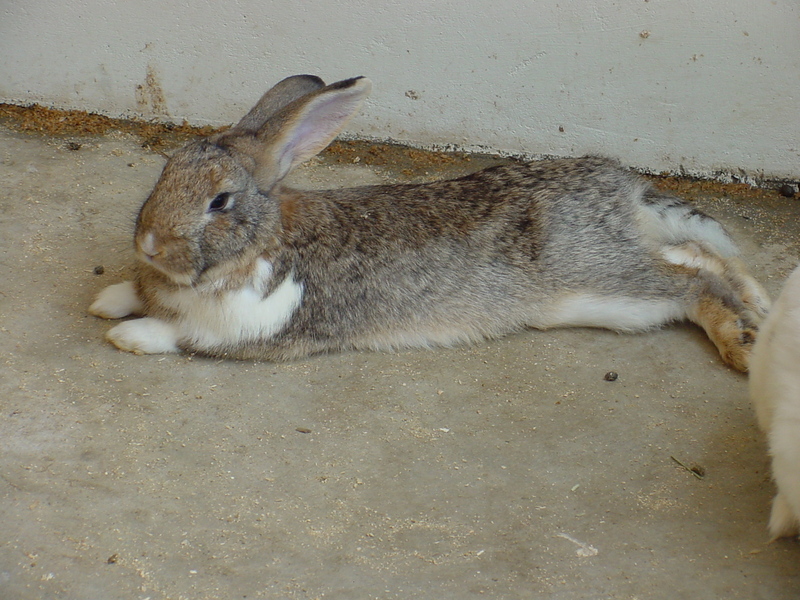 Rabbit; DISPLAY FULL IMAGE.
