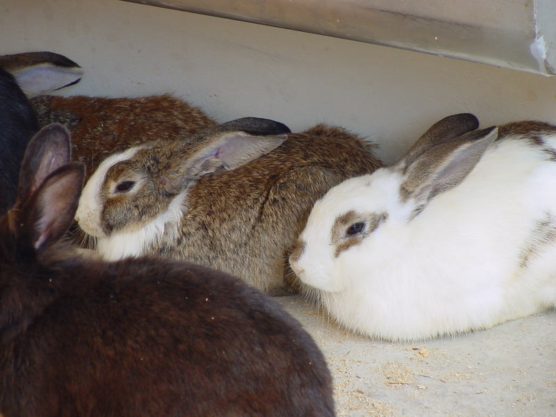 Rabbits; DISPLAY FULL IMAGE.